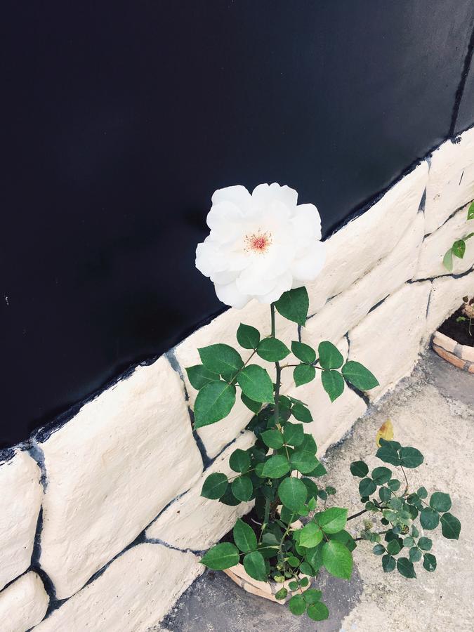 Guest House Maxim 마킨자우리 외부 사진